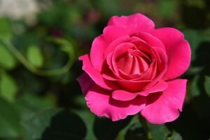 rose, flower, pink rose-6353115.jpg