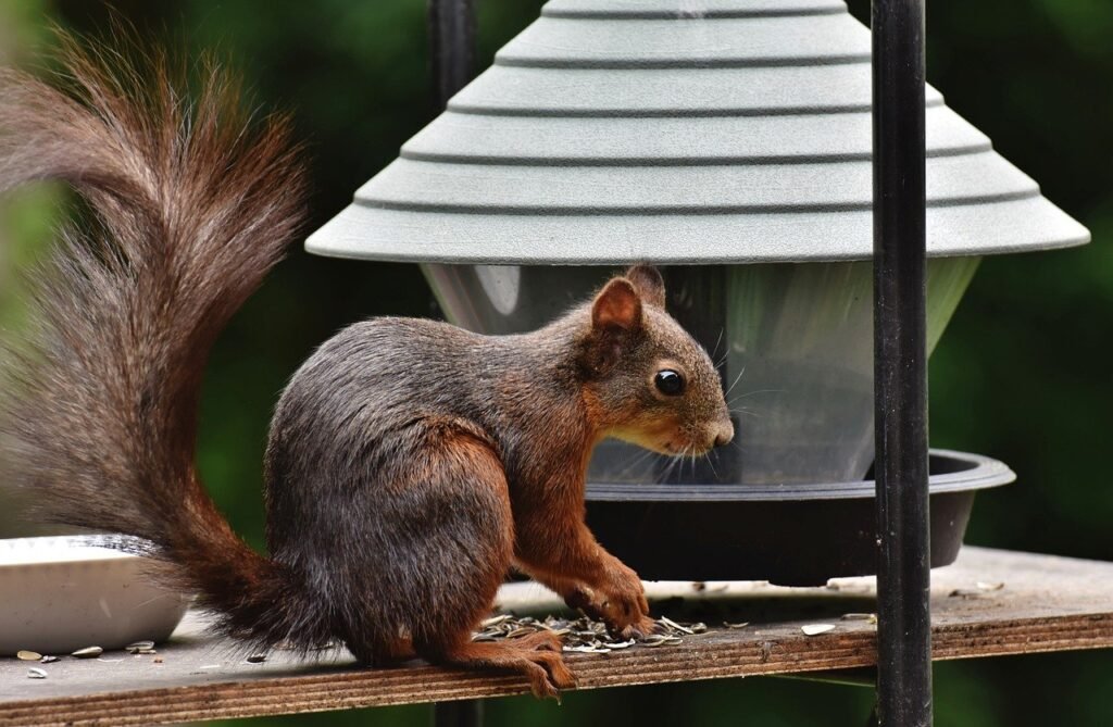 squirrel, rodent, wildlife-6350948.jpg