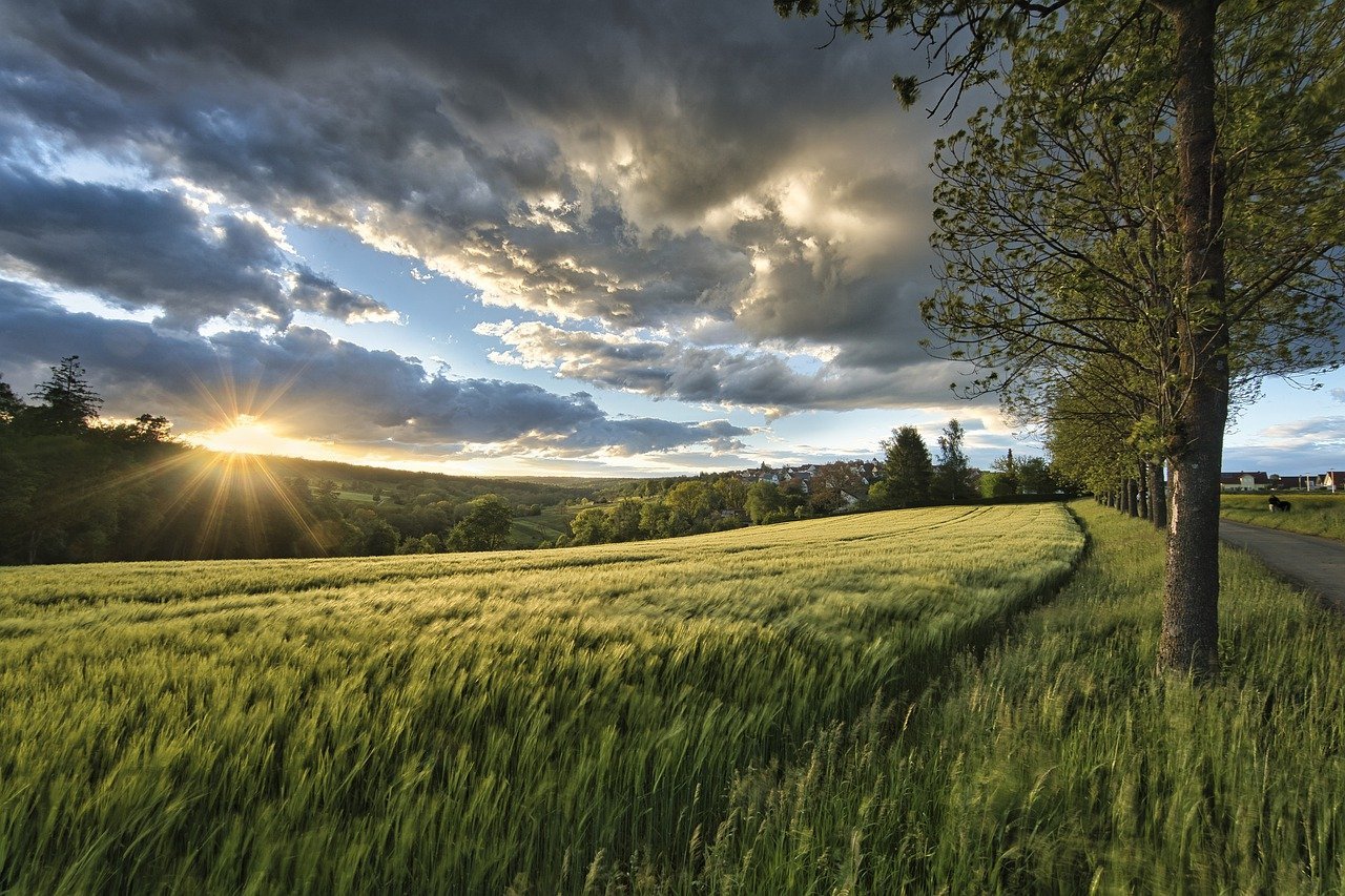 sunset, meadow, grass-6344387.jpg